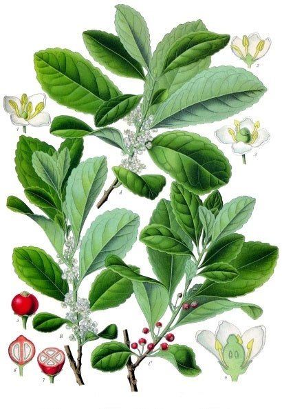 Mate Yaprağı 100 g