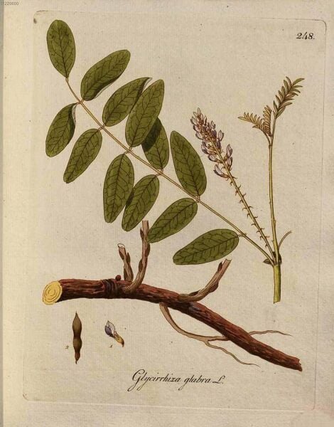 Meyan Kökü Lifi 50 g