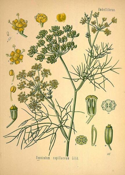 Rezene 140 g