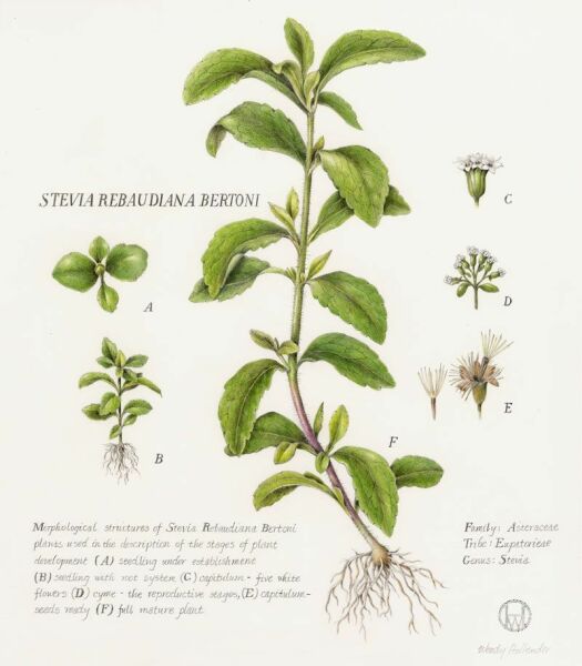 Stevya Yaprağı - Şeker Otu 25 g