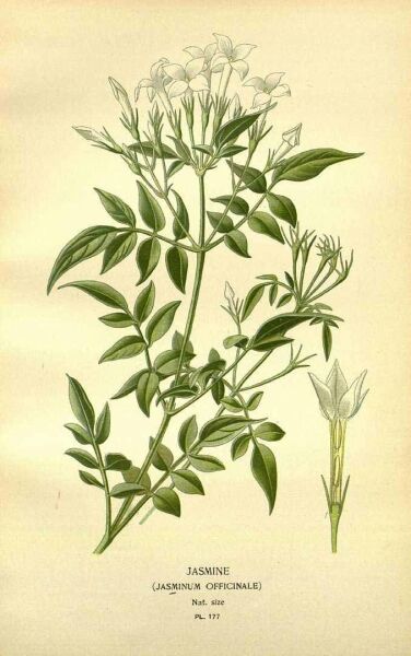 Yasemin - Çiçek 30 g