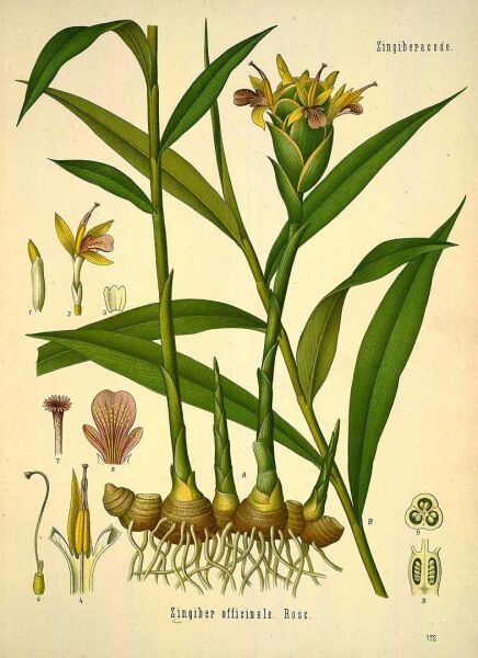 Zencefil - Kök 150 g
