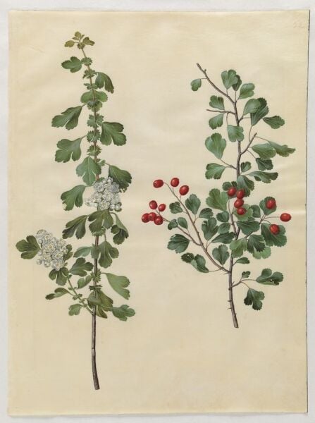 Alıç Yaprağı 50 g