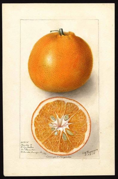 Portakal Yağı 20 ml