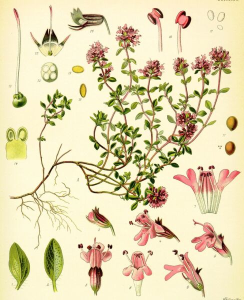 Kekik Yağı 20 ml
