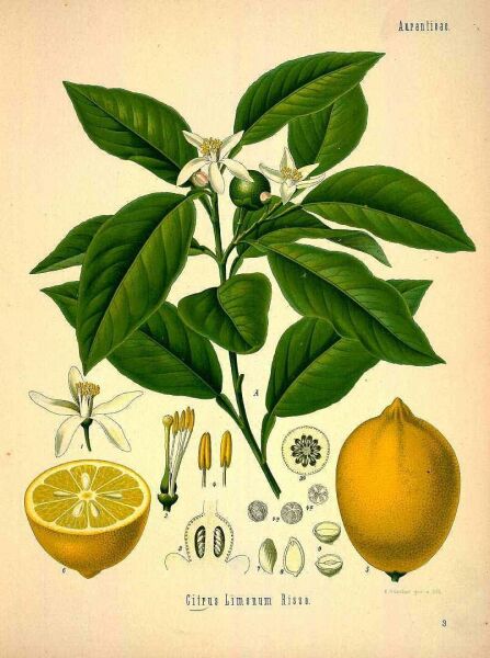 Limon Kabuğu Yağı 20 ml