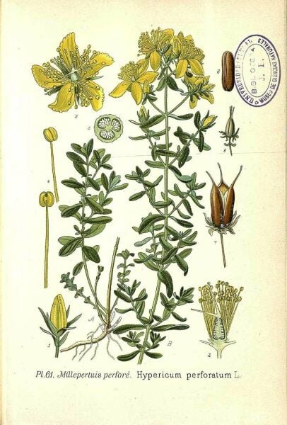 Sarı Kantaron Yağı 50 ml