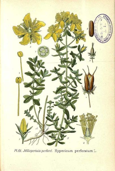 Sarı Kantaron Yağı 100 ml