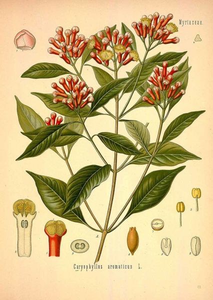 Karanfil 100 g