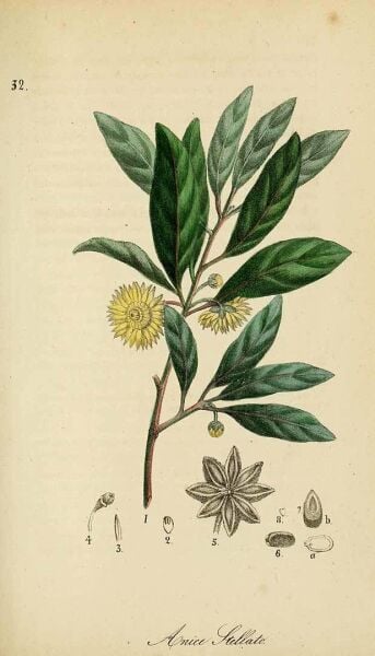 Yıldız Anason 100 g