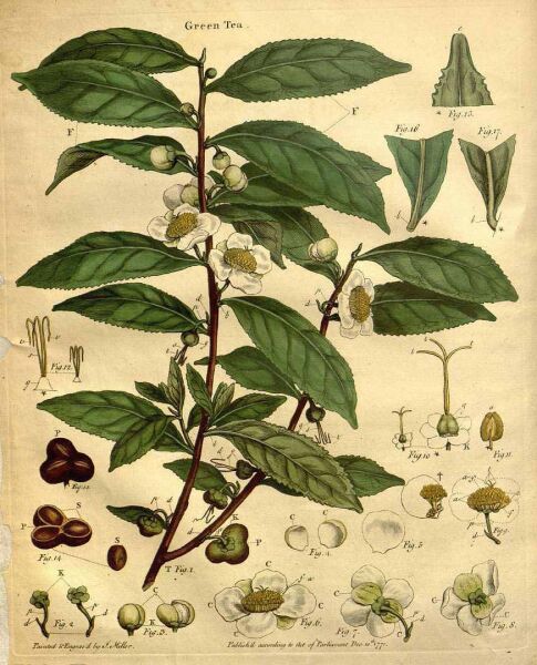 Yeşil Çay 100 g