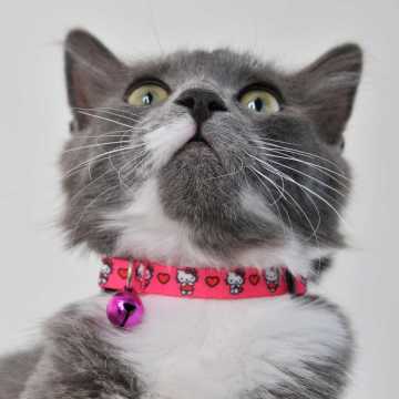 Hello Kitty Pembe Desenli Güvenlik Kilitli Ayarlanabilir Yumuşak Doku Kedi Boyun Tasması 22-30 cm