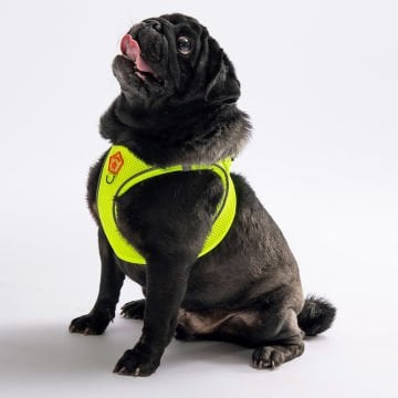 PawStar  Neon Yellow- Neon Sarı Airmesh Köpek Göğüs Tasması