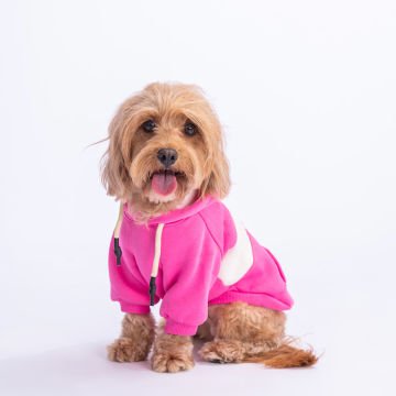 PawStar Pembe Cute Hoodie Küçük ve Orta Irk