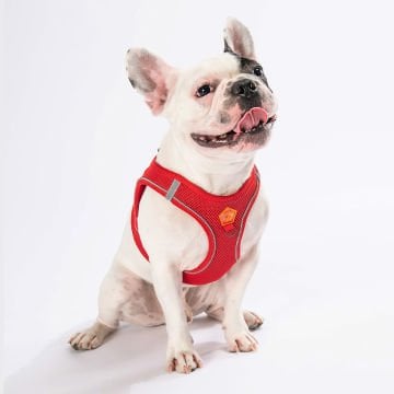 PawStar  Red- Kırmızı Airmesh Köpek Göğüs Tasması