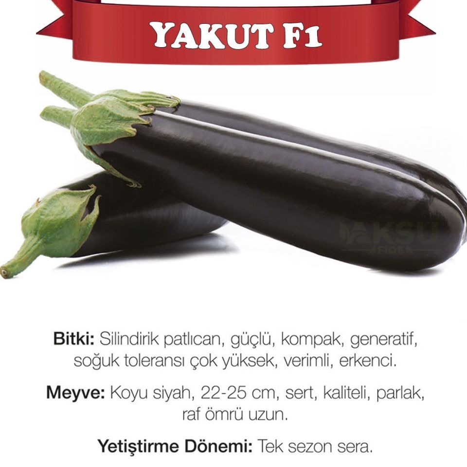 Yakut F1 Silindirik Patlıcan Fidesi