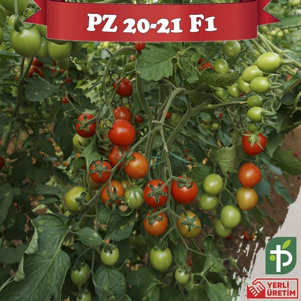 PZ-2021 F1 - Kokteyl Domates Fidesi