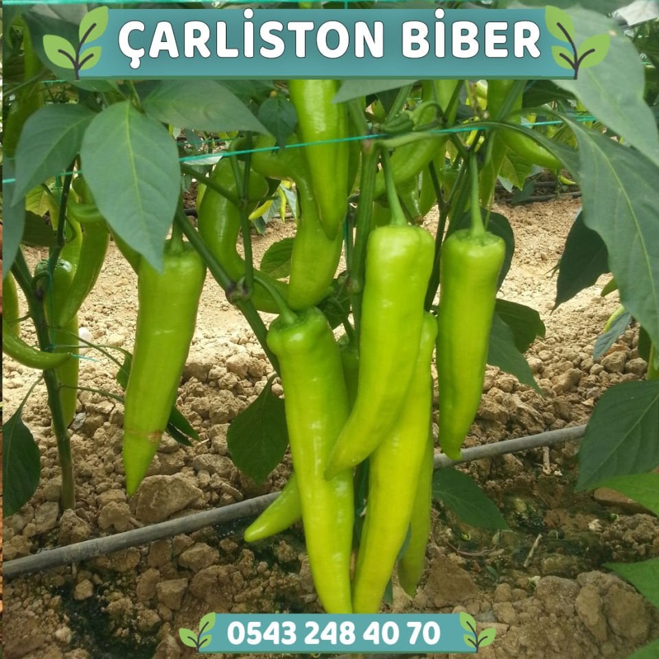 Hibrit Çarliston Biber Fidesi