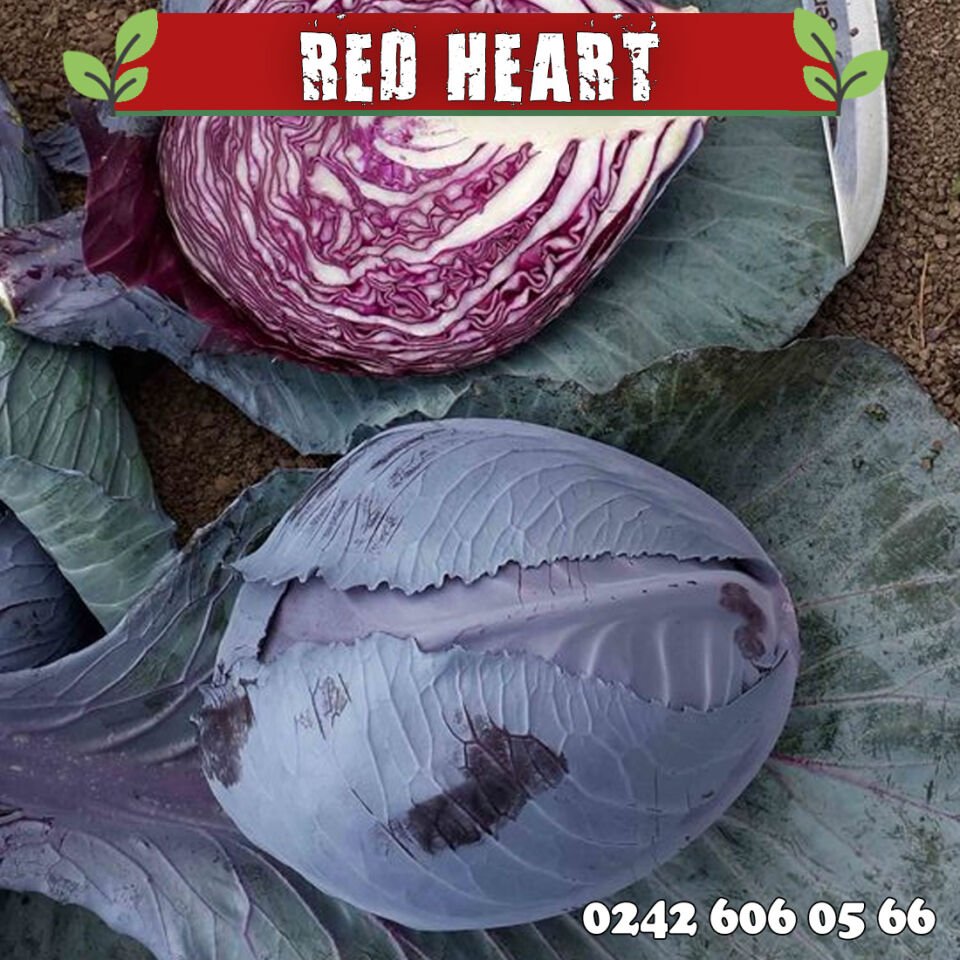 Red Heart Kırmızı Lahana Fidesi