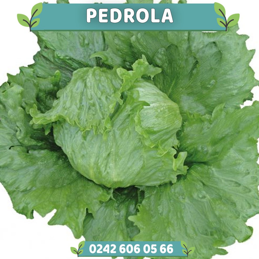 Pedrola İceberg Marul Fidesi