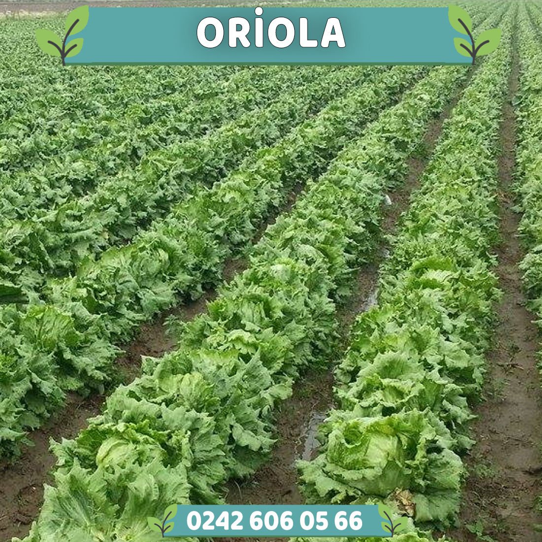 Oriola İceberg Marul Fidesi