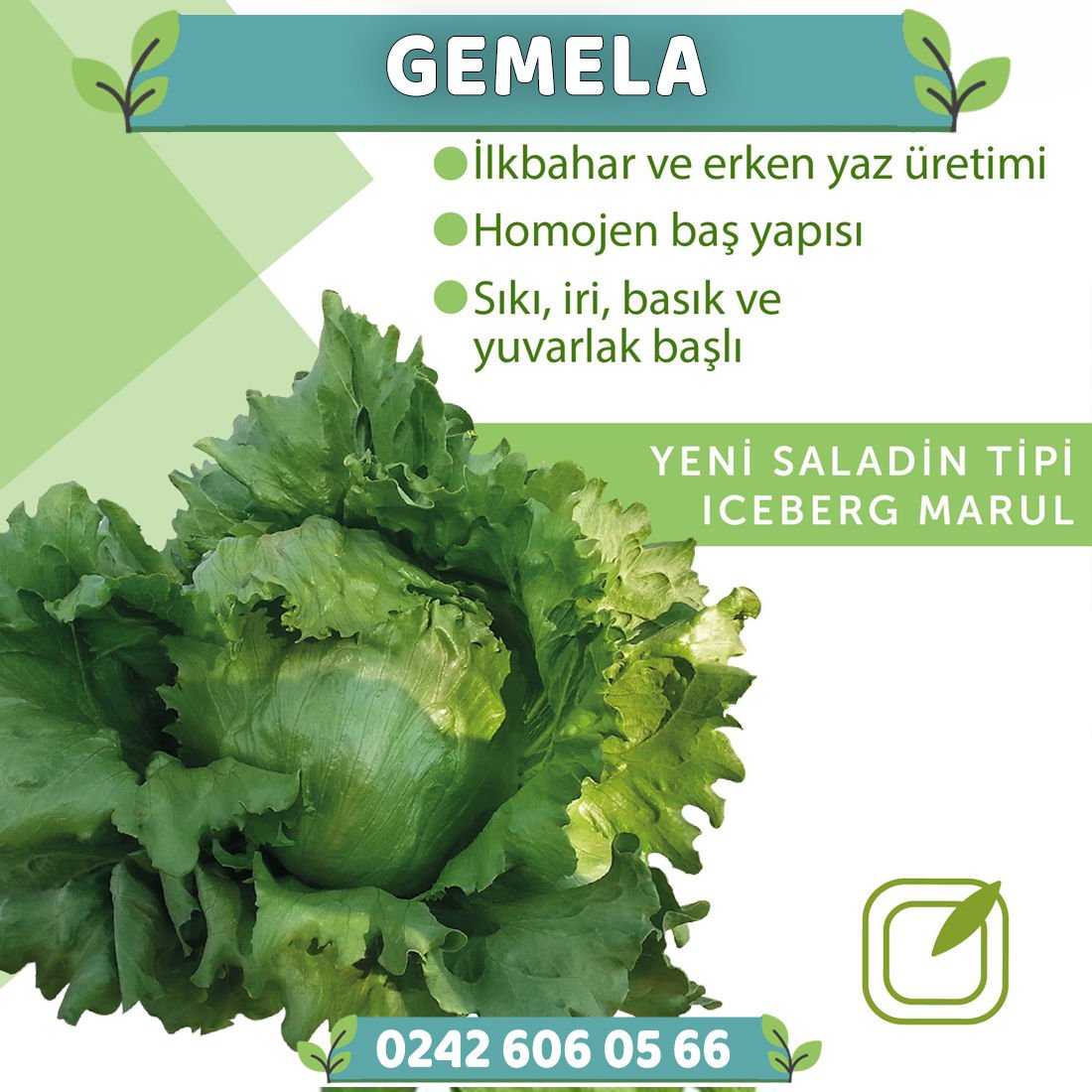 Gemela 8949 İceberg Marul Fidesi