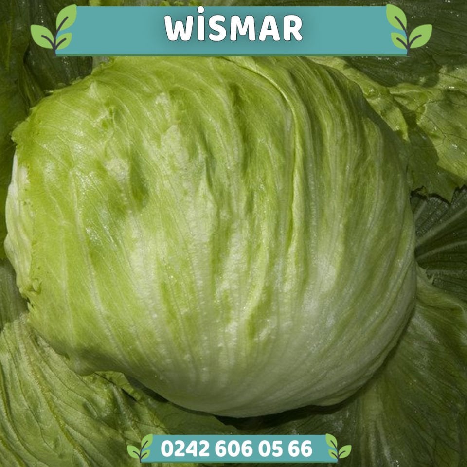 Wismar İri İceberg Marul Fidesi