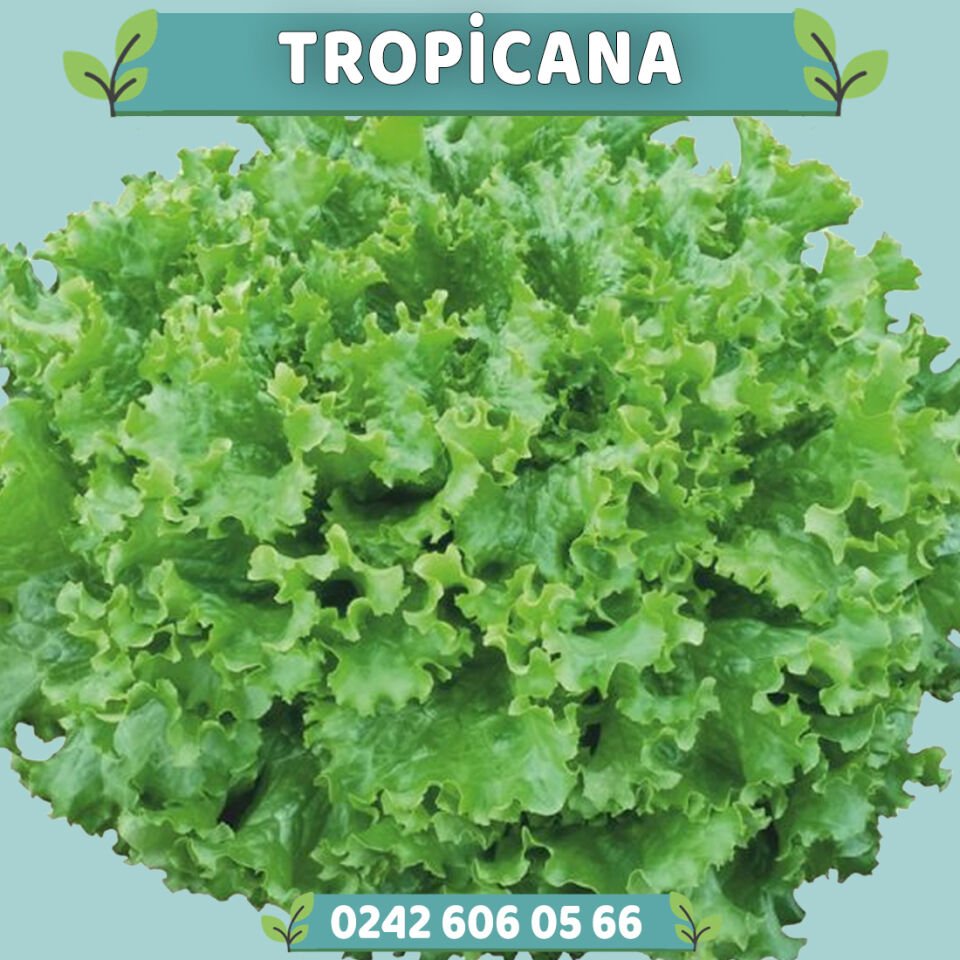 Tropicana Kıvırcık Marul Fidesi