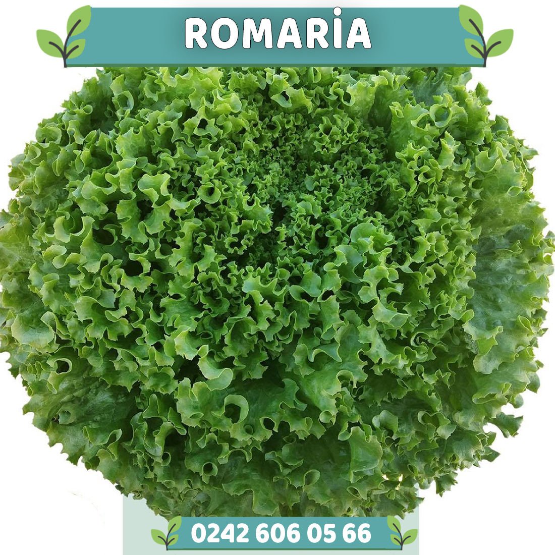 Romaria Kıvırcık Marul Fidesi