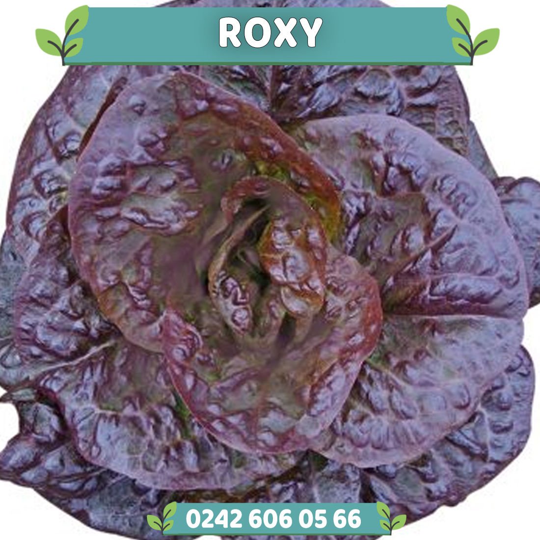 Roxy Kırmızı Marul Fidesi