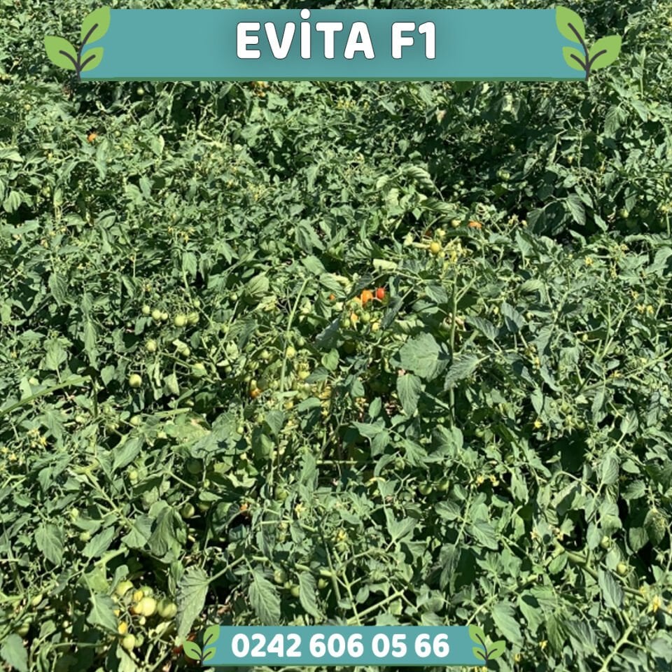 Evita F1 Oturak Çeri Domates Fidesi