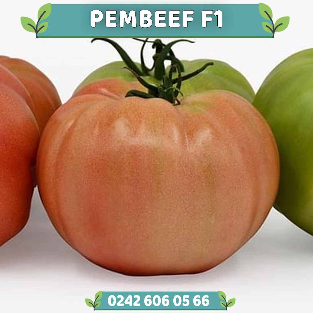 Pembeef F1 Sırık Pembe Domates Fidesi