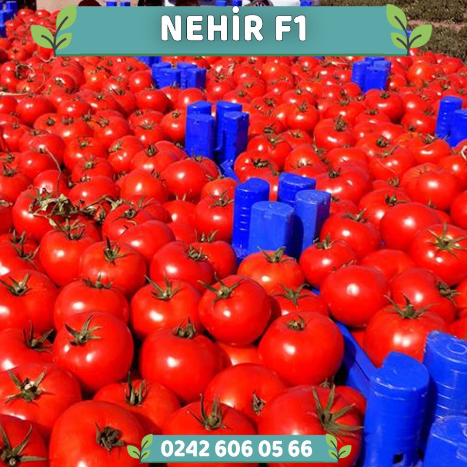 Nehir F1 Oturak Domates Fidesi