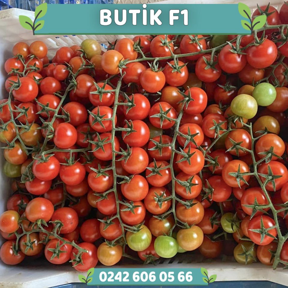 Butik F1 Sırık Çeri Domates Fidesi