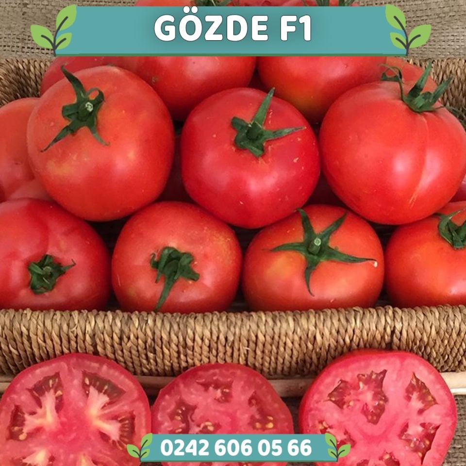 Gözde F1 Oturak Sofralık Domates Fidesi