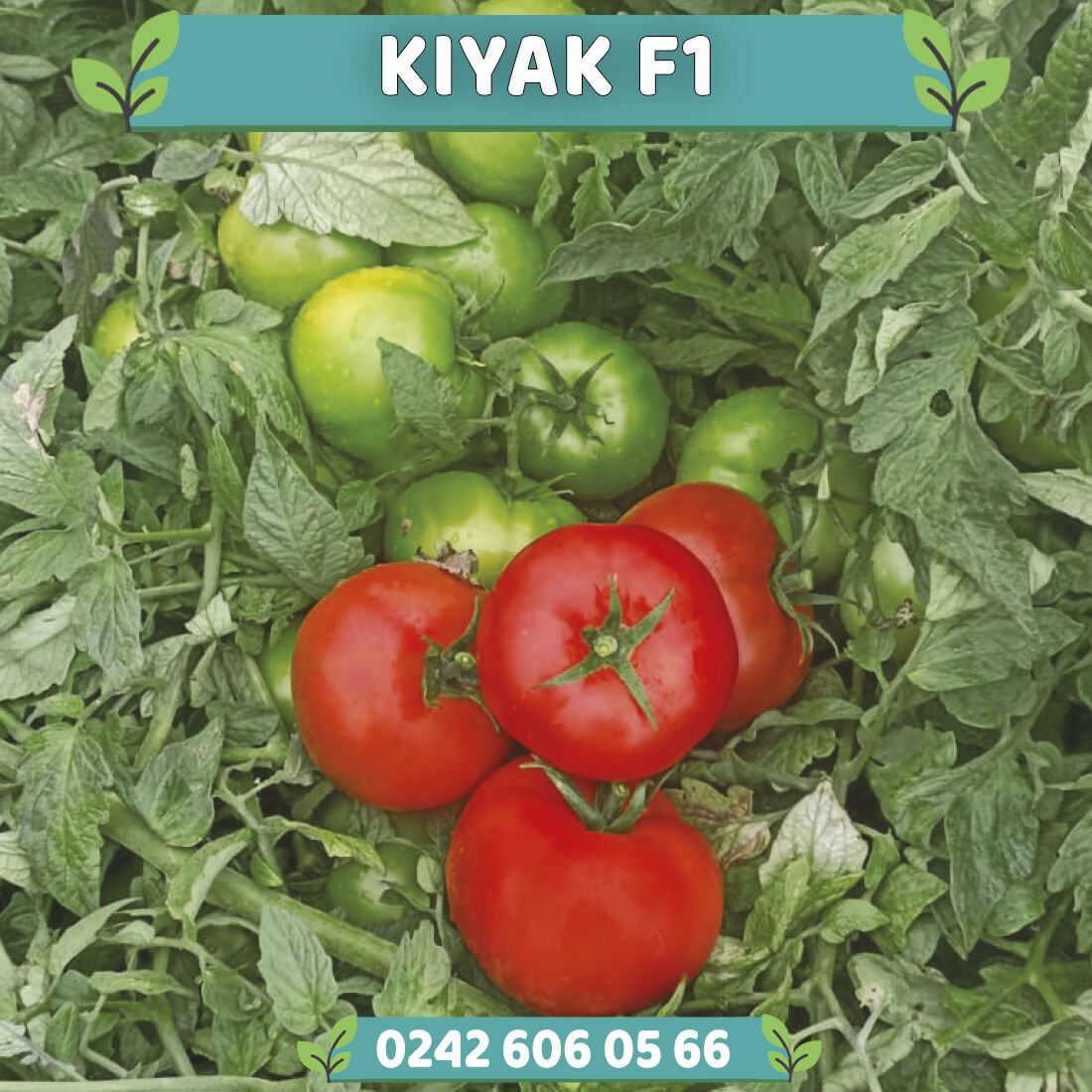 Kıyak F1 Oturak Beef Domates Fidesi