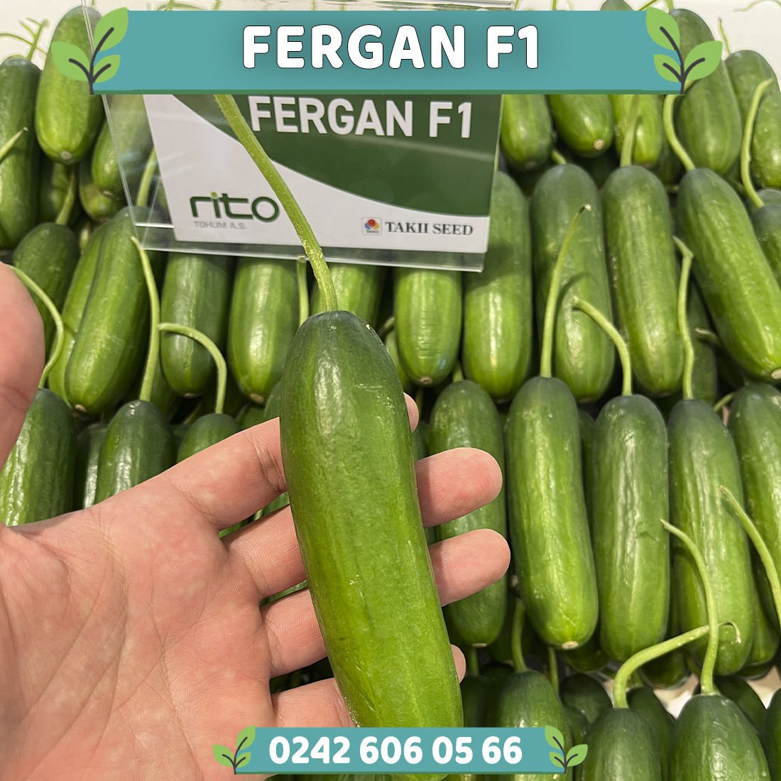 Fergan F1 Sırık Hıyar Fidesi