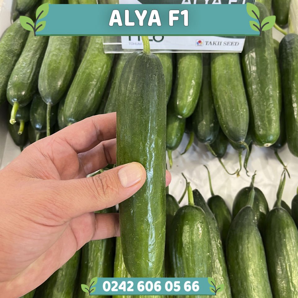 Alya F1 Sırık Hıyar Fidesi