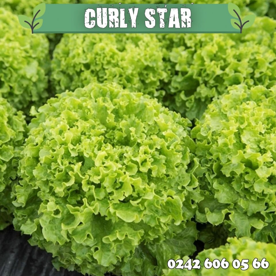 Curly Star Kıvırcık Fidesi