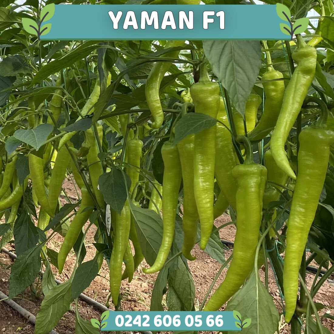 Yaman F1 Çarliston Biber Fidesi