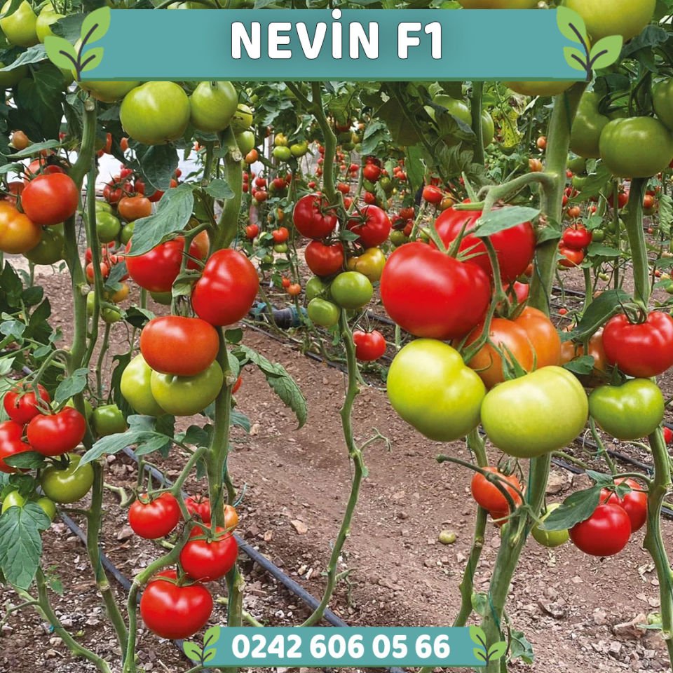 Nevin F1 Sırık İri Tane Domates Fidesi