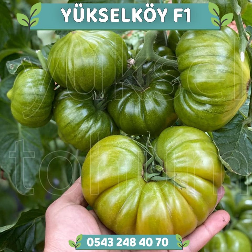 Yükselköy F1 Köy Domatesi Fidesi