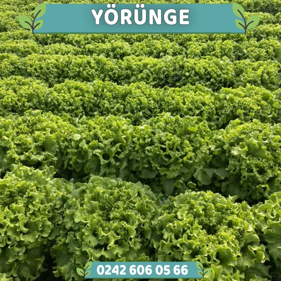 Yörünge Kıvırcık Marul Fidesi