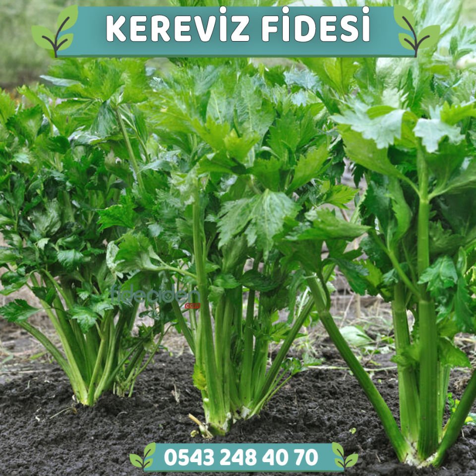 Kereviz Fidesi