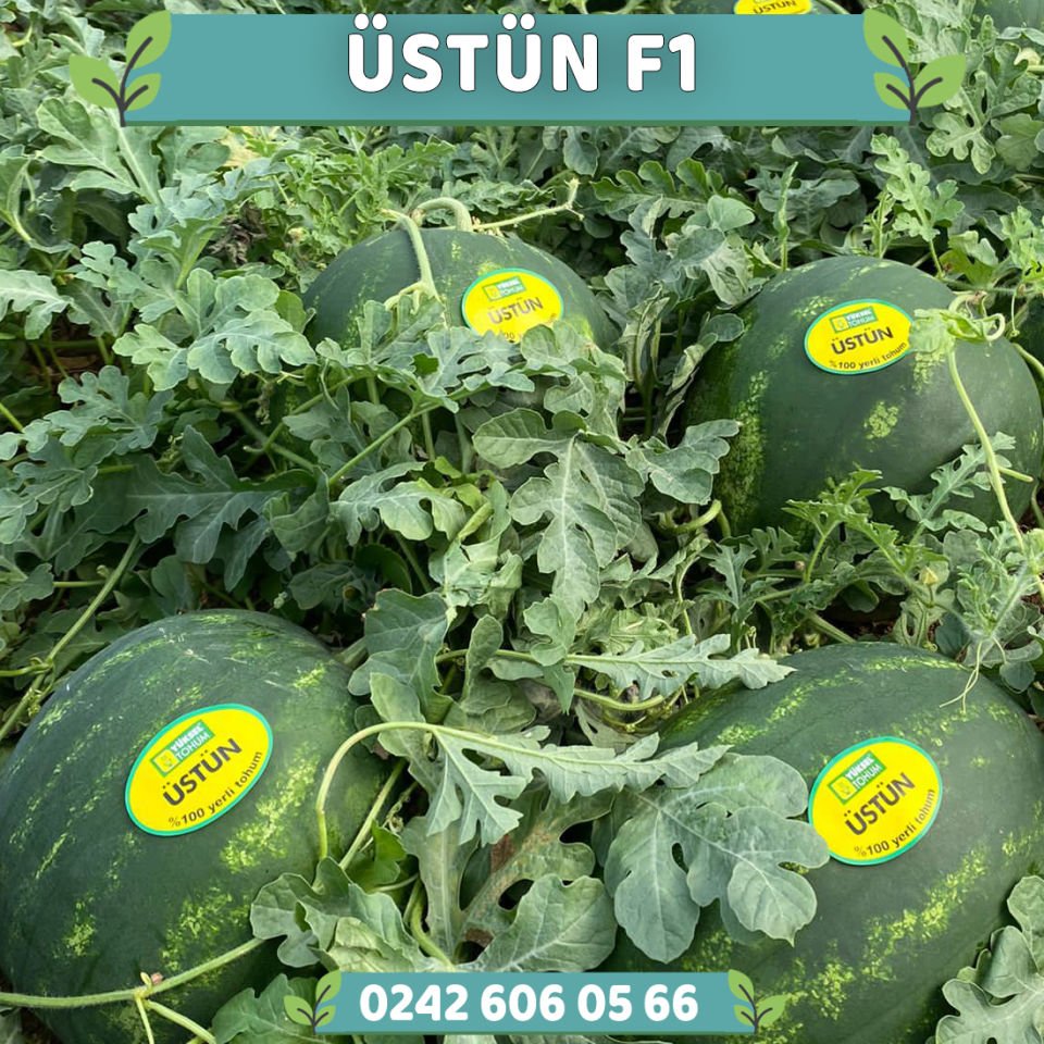 Üstün F1 Karpuz Fidesi