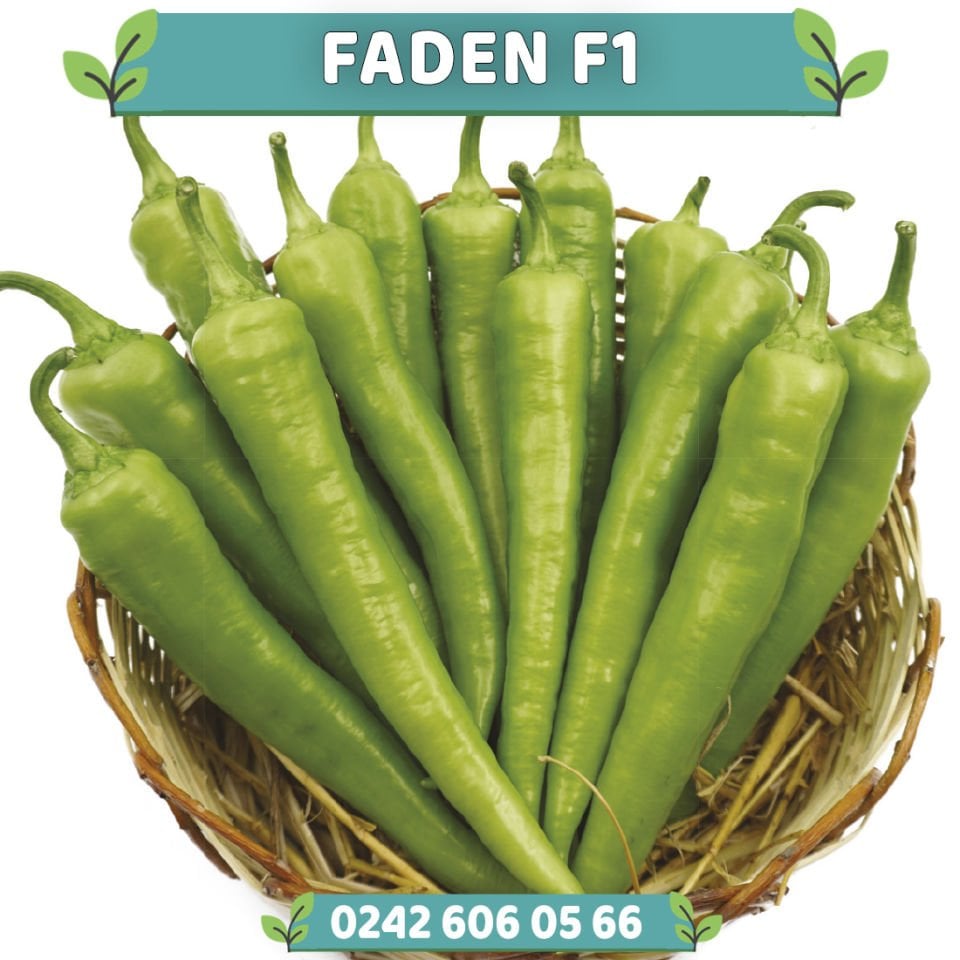 Faden F1 Çarliston Biber Tohumu 1.000 Ad/pk
