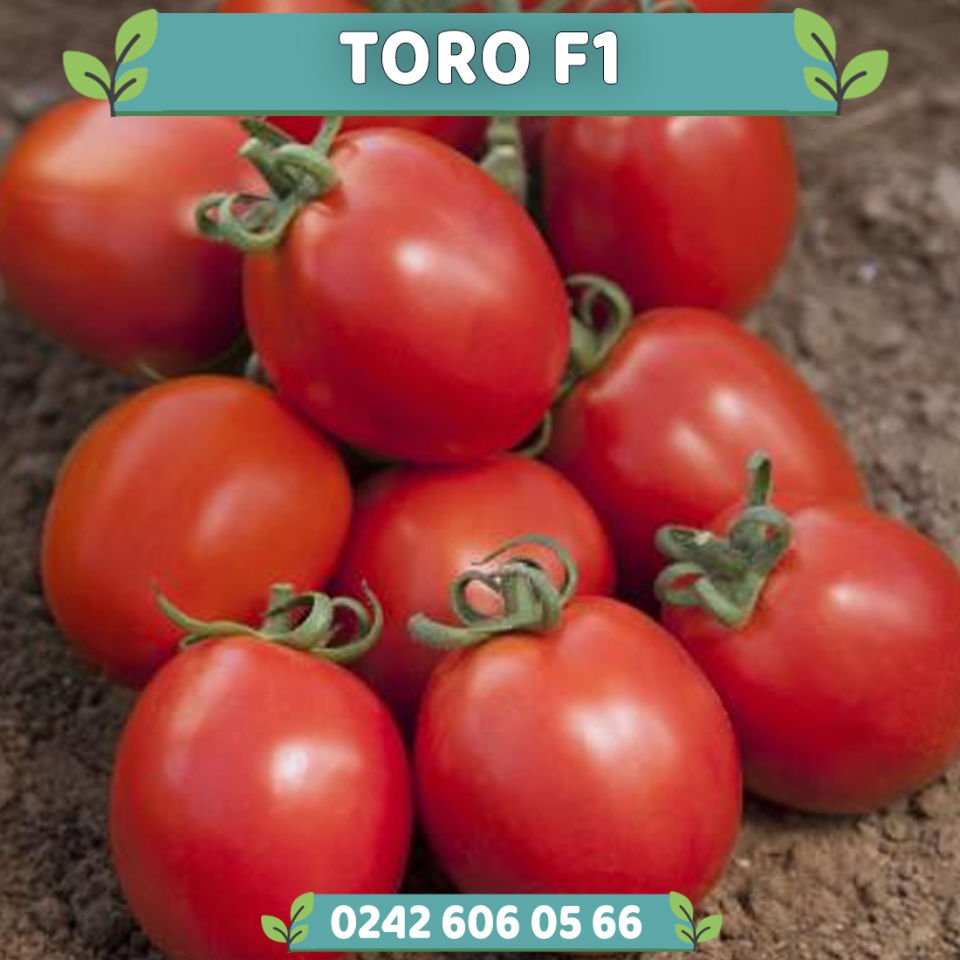 Toro F1 Tatlı Sivri Biber Fidesi