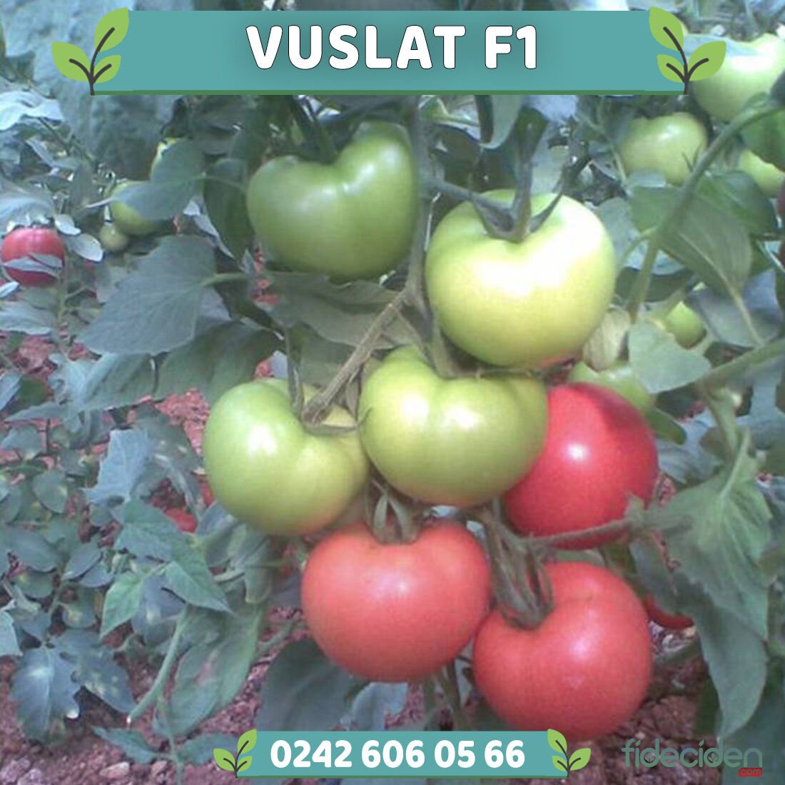 Vuslat F1 Sırık Tane Domates Fidesi