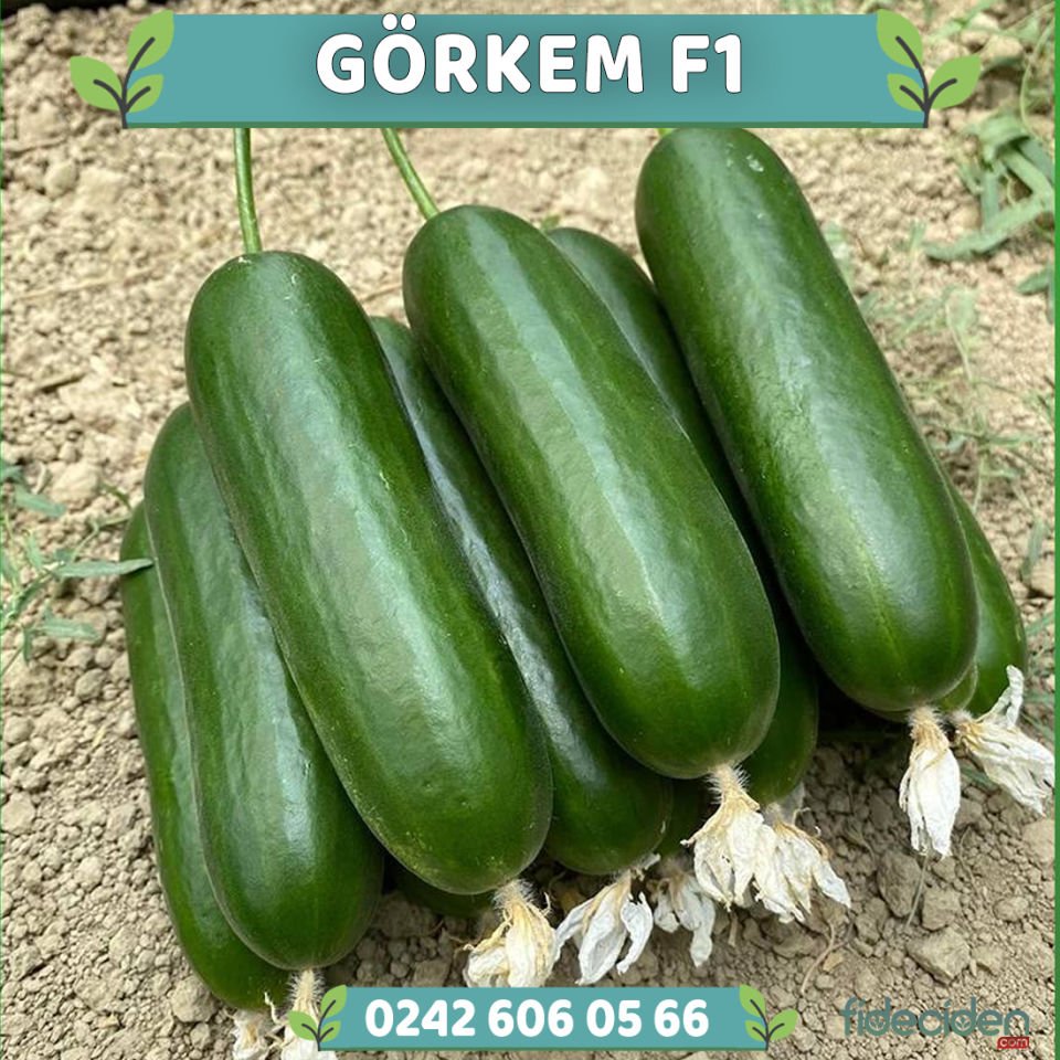Görkem F1 Sırık Badem Hıyar Fidesi