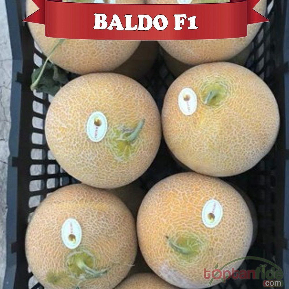 Baldo F1 Galia Kavun Fidesi